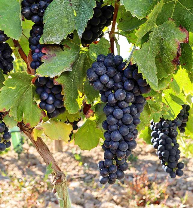 Red Wine Grapes