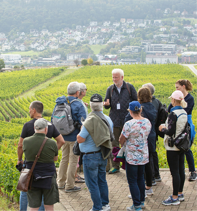 Small tour group overlooking a vast green vineyard whilst listening to their guide