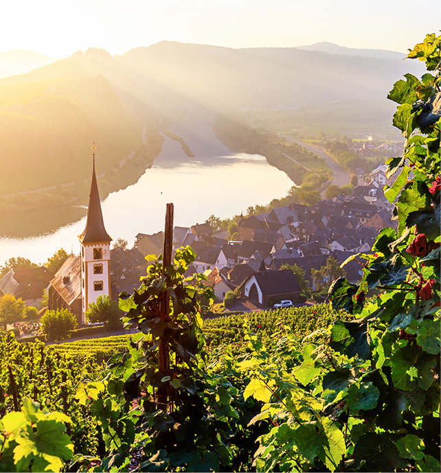 Aerial view of the Moselle river and village of Bremm with a vineyard and castle in the foreground 