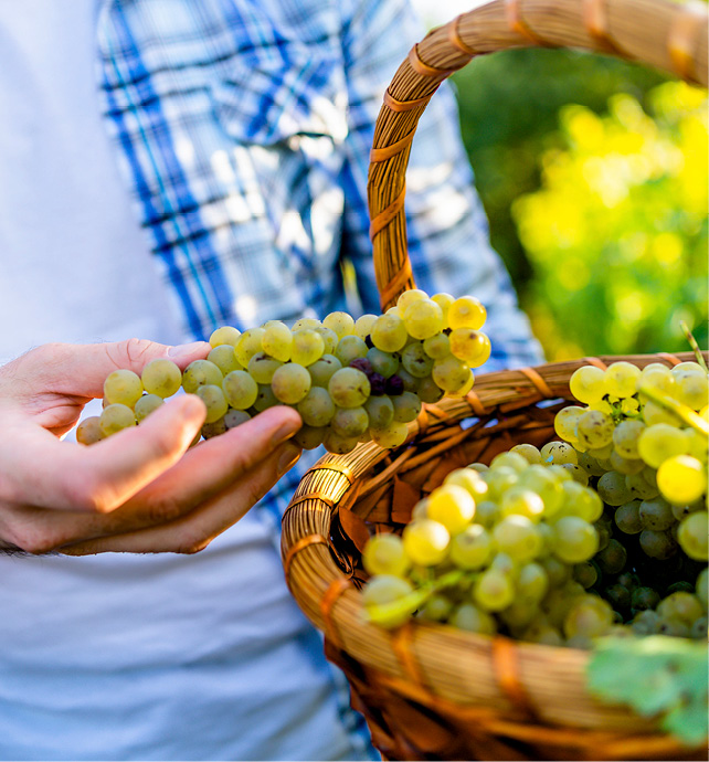 Farmer in blue plaid over shirt and white tshirt golding a basket of green grapes in one hand and a bundle of green grapes in the other hand 