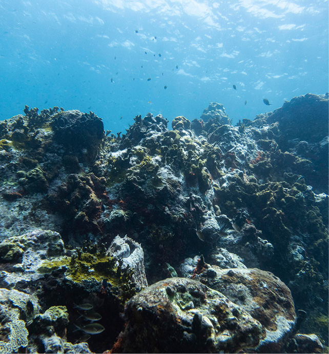 Coral Reef, Carriacou