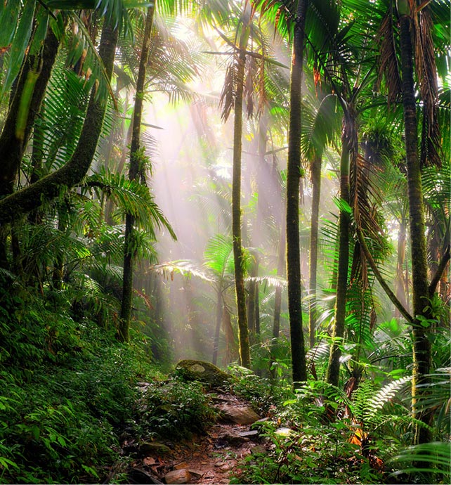 El Yunque National Forest, Puerto Rico