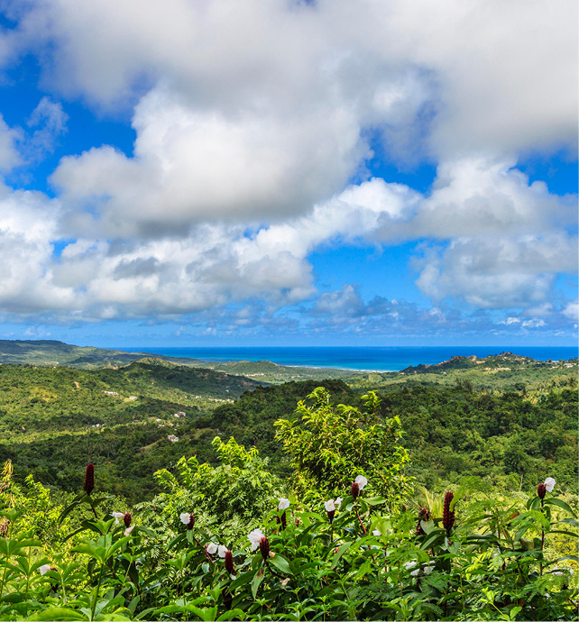 Flower Forest, Barbados