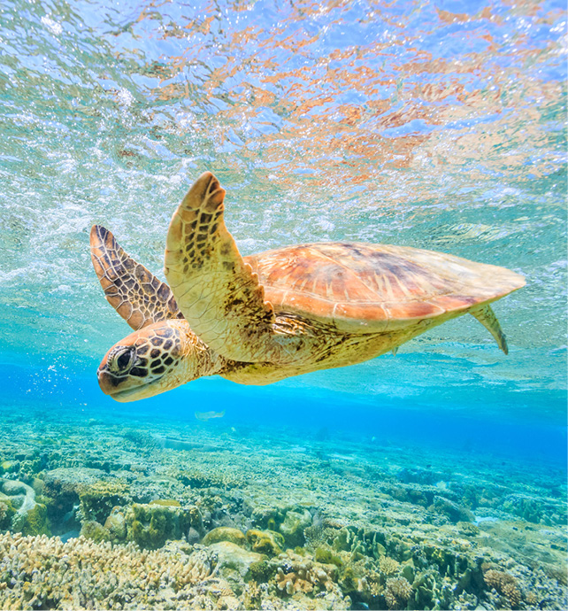 Green Sea Turtle, Saint Vincent & the Grenadines