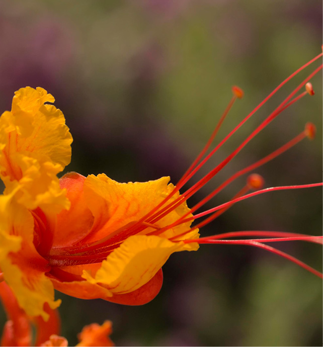 Pride of Barbados